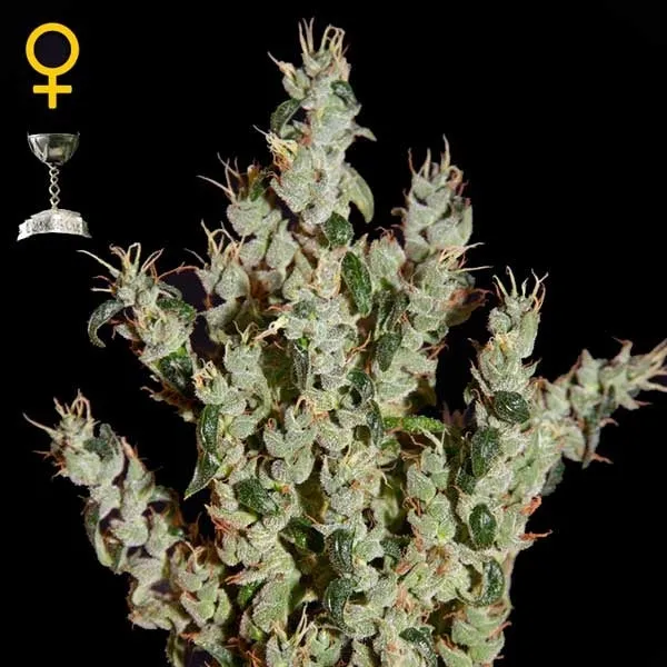 Green House Seeds - NL5 Haze Mist