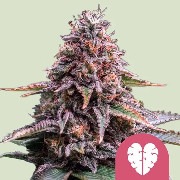 Royal Queen Seeds - Pink Mist