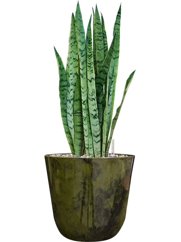 Sansevieria trifasciata 'Silver Mist' in Palermo Office Plant With Pot 61cm Height 21cm Dia