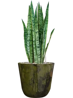 Sansevieria trifasciata 'Silver Mist' in Palermo Office Plant With Pot 61cm Height 21cm Dia